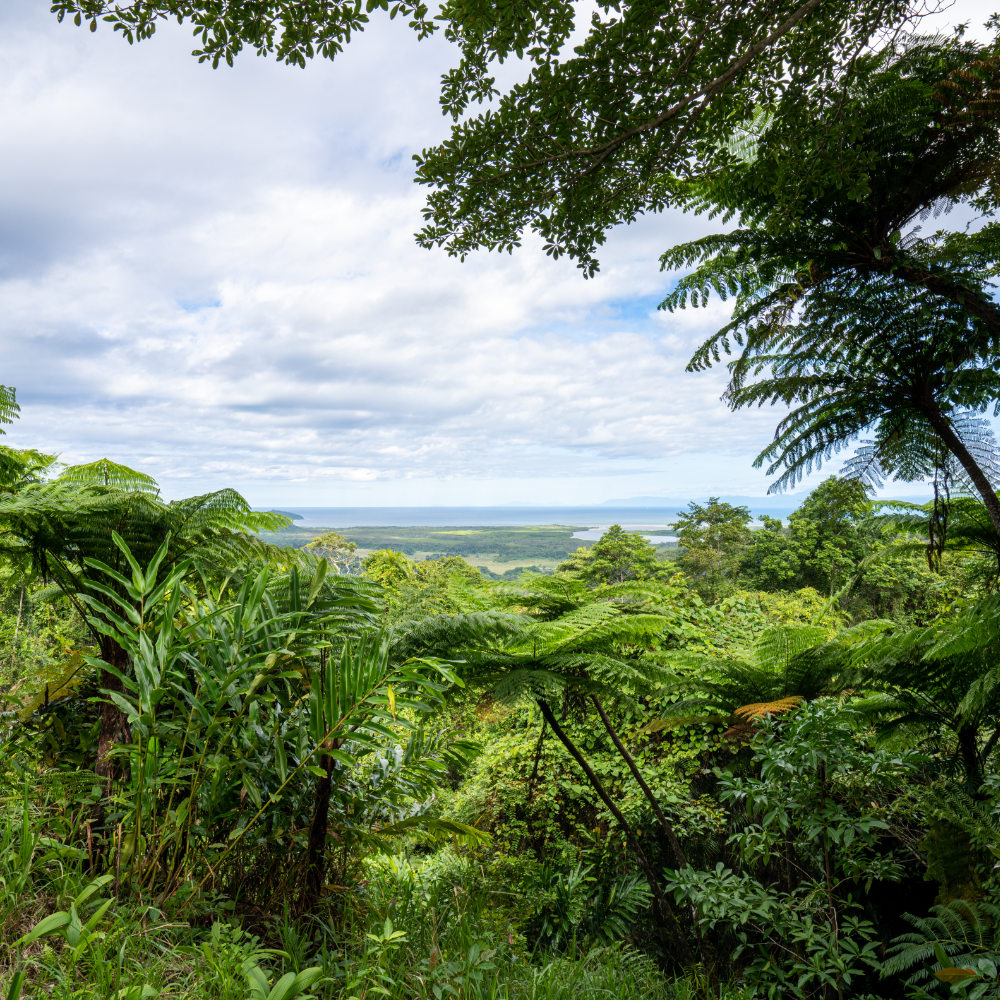 Jungle Tours
